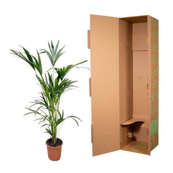 Kentia-Palme – Howea forsteriana – Zimmerpflanze – 160cm – Ø24cm – elegante Grünpflanze für Wohnzimmer, Büro & Wintergarten – pflegeleichte Palme