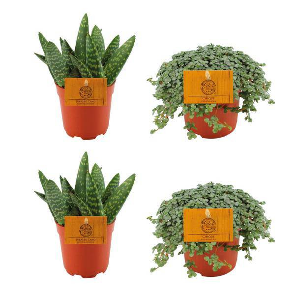 2x Aloe Paradisicum + 2x Pilea Glauca - Zimmerpflanze - Ø10.5cm - ↕10cm