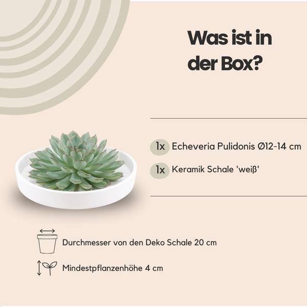 Sukkulente - Echeveria Pulidonis in Schale 'Weiß' - Zimmerpflanze - Ø20cm - ↕5cm