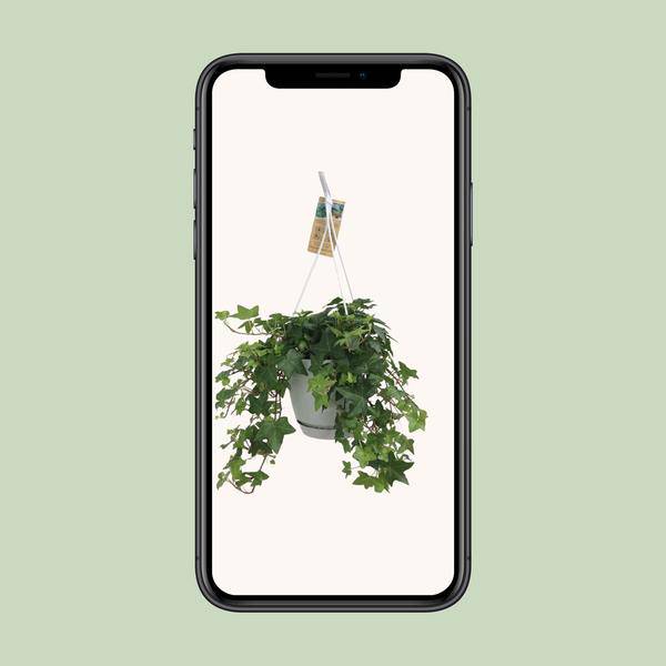 Hedera Helix Grün - Gemeiner Efeu - Hängetopf Basic - Zimmerpflanze - Ø17cm
