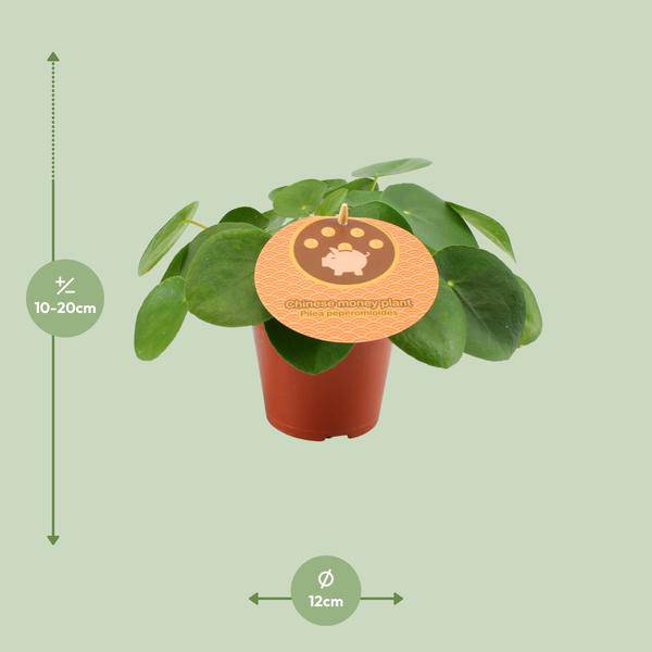 Chinesischer Geldbaum - Pilea Peperomioides - Zimmerpflanze - Ø12cm - ↕20cm