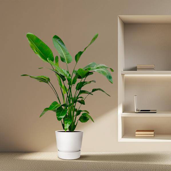 Baum-Strelitzie – Strelitzia Nicolai – Zimmerpflanze – 150cm – Ø24cm – tropische Bananenpflanze mit großen grünen Blättern für Wohnzimmer, Büro und Wintergarten