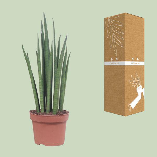 Bogenhanf - Sansevieria Mikado - Zimmerpflanze - Ø12cm - ↕40cm