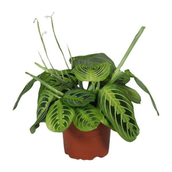 Pfeilwurz - Maranta Leuconeura Fascinator Lemon Lime - Zimmerpflanze - Ø12cm - ↕30cm