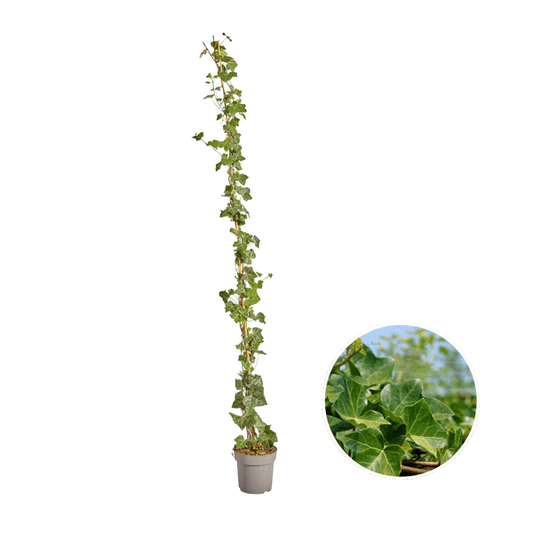 Hedera Hibernica – Irischer Efeu – gestäbt – Höhe 150-175cm – Immergrüne Kletterpflanze – Heckenpflanze für Garten & Terrasse