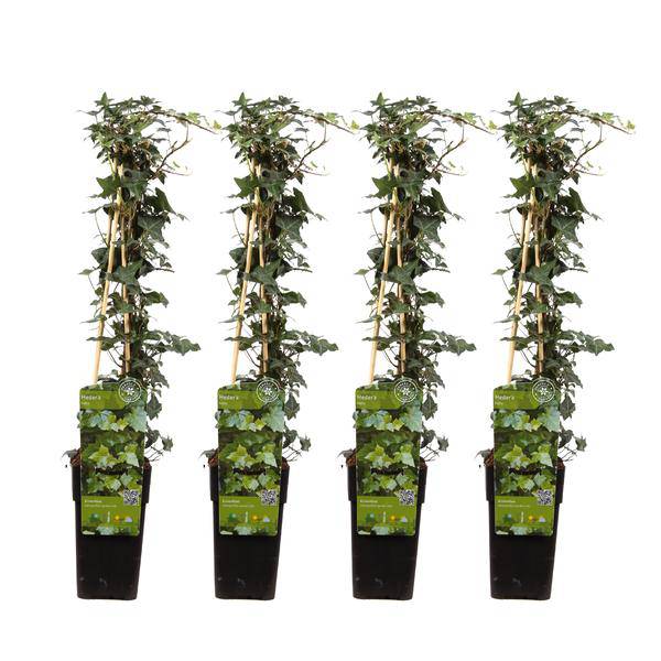 Gemeiner Efeu - Hedera helix - ↨65cm - Ø15cm - 4 Stück
