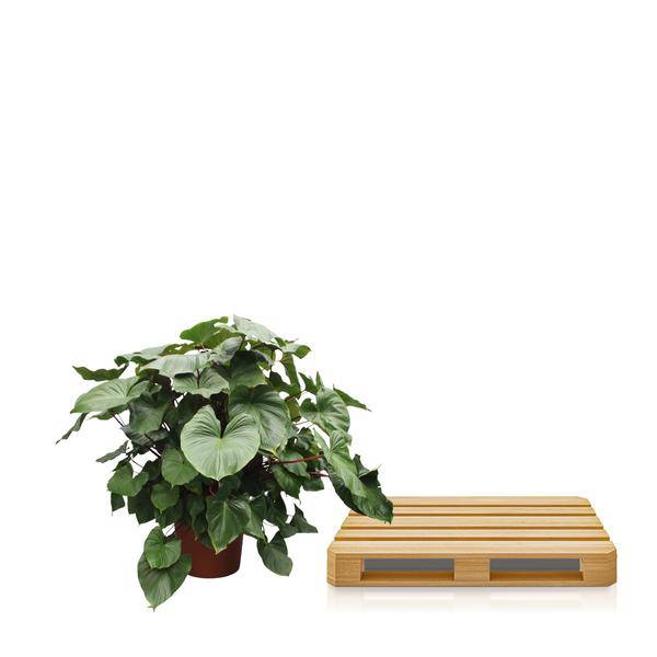 Herzblatt - Homalomena Rubescens Maggy - Zimmerpflanze - 170cm - ø60cm