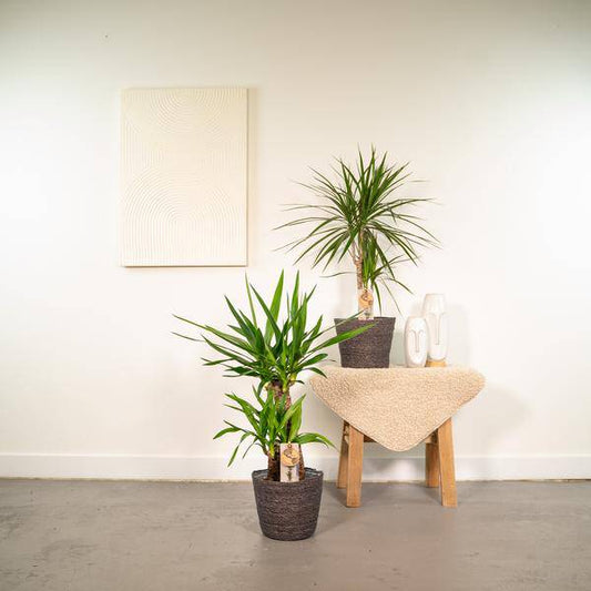 Pflanzset Drachenbaum Dracaena 70cm + Palmlilie Yucca 90cm – Exotische Zimmerpflanzen – Ø17cm – Luftreinigend – Pflegeleicht – Direkt aus der Gärtnerei