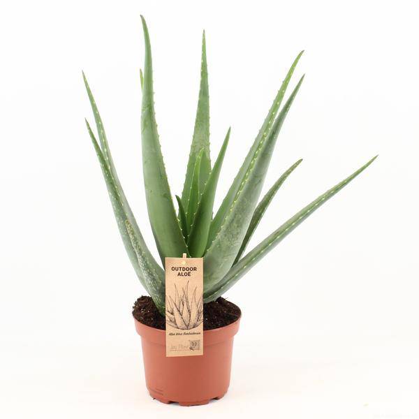 Echte Aloe - Aloe Vera - Zimmerpflanze - Ø19cm - ↕70cm