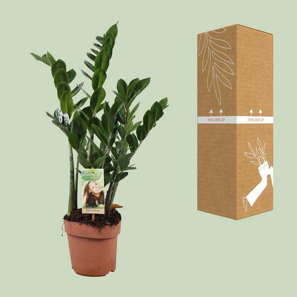 Glücksfeder - Zamioculcas Zamiifolia - Zimmerpflanze - Ø17cm - ↕70cm