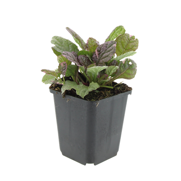 Kriechender Günsel - Ajuga reptans 'Burgundy Glow' - ↕10-25cm - Ø9cm - 6 Stück