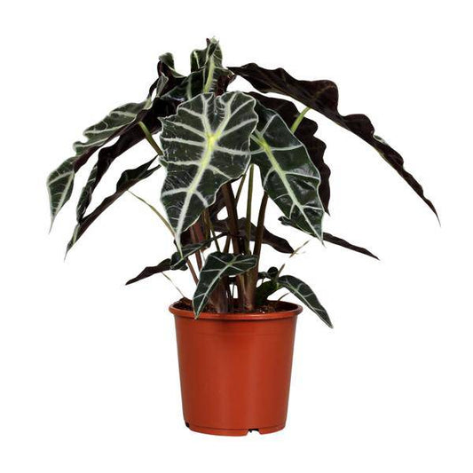Pfeilblatt - Alocasia Polly - Zimmerpflanze - Ø17cm - ↕45cm