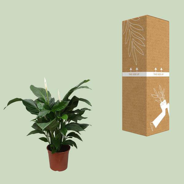 Einblatt - Spathiphyllum Sweet Silvana - Zimmerpflanze - Ø24cm - ↕80cm