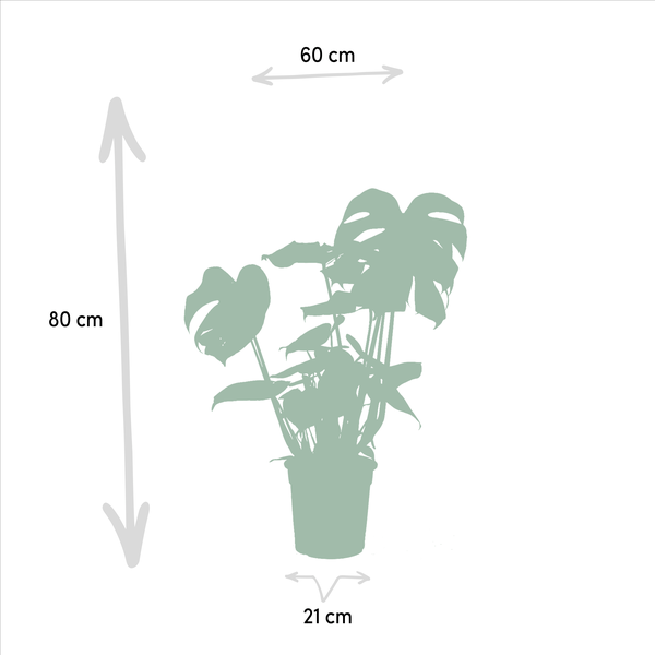 Pflanzenset - Monstera Deliciosa - Ø21cm - ↕75cm + Alocasia Zebrina - Ø19cm - ↕75cm + Strelitzia Nicolai - Ø19cm - ↕85cm