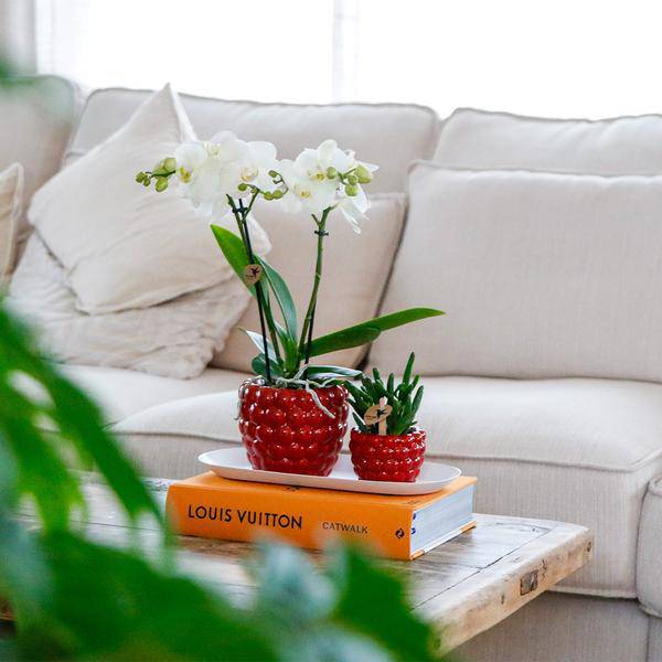 Set aus weißer Orchidee und Rhipsalis auf Bambustablett