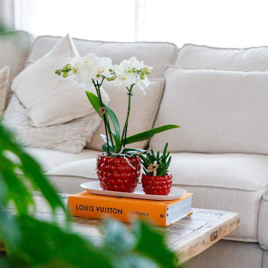 Set aus weißer Orchidee und Rhipsalis auf Bambustablett