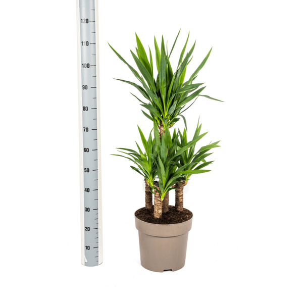 Yucca Elephantipes – Riesen-Palmlilie – Zimmerpflanze – Ø30 cm Topf – Höhe ca. 100 cm – Pflegeleicht & dekorativ