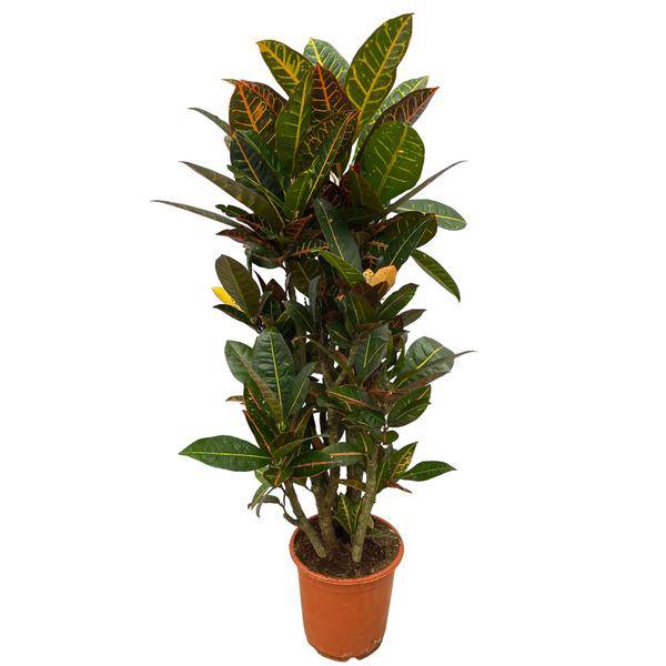 Codiaeum Croton Petra – Wunderstrauch – Bunte Zimmerpflanze mit farbenfrohen Blättern – Ø21cm – ↕100cm