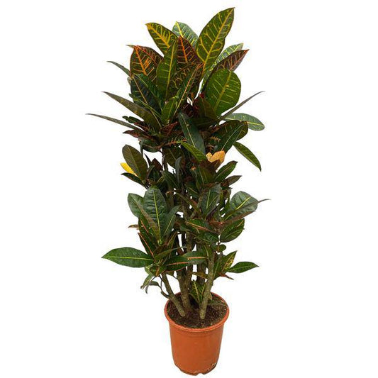 Codiaeum Croton Petra – Wunderstrauch – Bunte Zimmerpflanze mit farbenfrohen Blättern – Ø21cm – ↕100cm