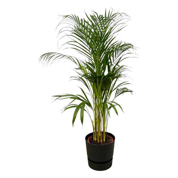 Areca Palme – Betelpalme – Zimmerpflanze ca. 110cm – ø21cm – inkl. Pflanzgefäß Greenville Schwarz D24xH23 – Tropische Zimmerpalme für Wohnzimmer, Büro & Wintergarten