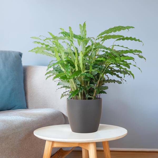 Calathea Rufibarba Korbmarante – Zimmerpflanze Ø17cm – ca. 55cm hoch – samtige Blätter – inkl. Viber Grau Topf