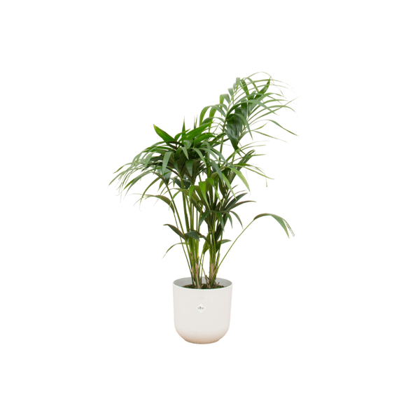 Kentia Palme – Forstersche Kentia – Zimmerpflanze – 130cm hoch – Ø26cm inkl. Jazz Topf Weiß – Elegante Palme für Innenräume – Tropische & pflegeleichte Grünpflanze