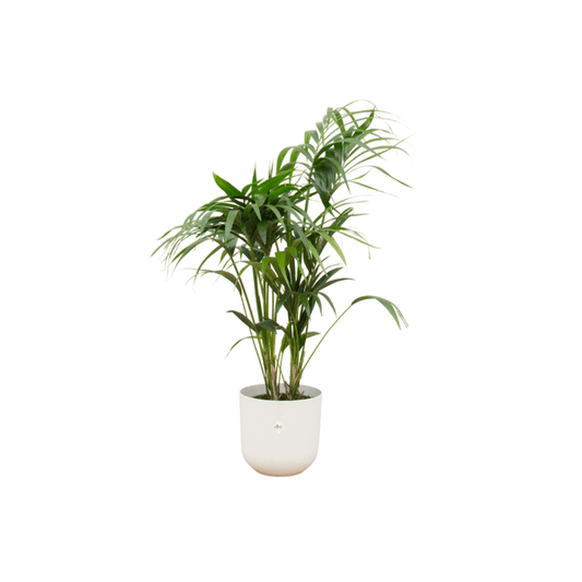 Kentia Palme – Forstersche Kentia – Zimmerpflanze – 130cm hoch – Ø26cm inkl. Jazz Topf Weiß – Elegante Palme für Innenräume – Tropische & pflegeleichte Grünpflanze