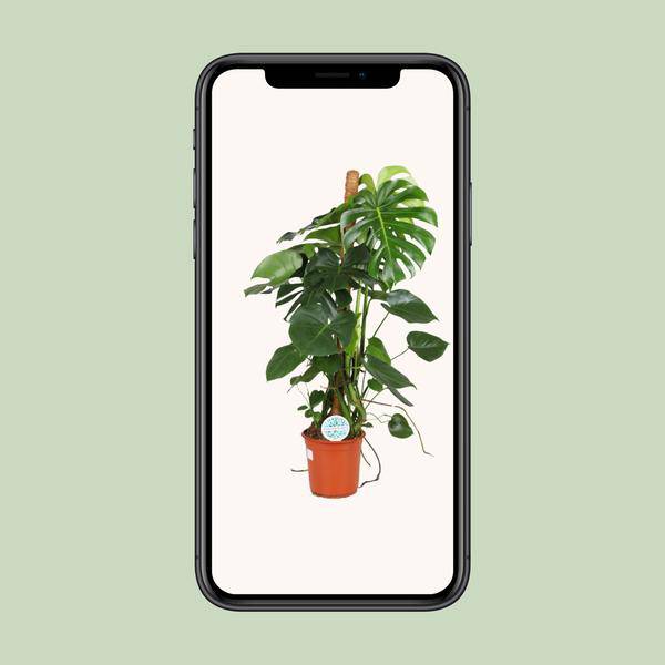 Köstliches Fensterblatt - Monstera Deliciosa - Zimmerpflanze - Ø24cm - ↕105cm