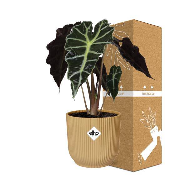 Pfeilblatt - Alocasia 'Polly' - Zimmerpflanze + Topf Vibes Fold 14cm Gelb