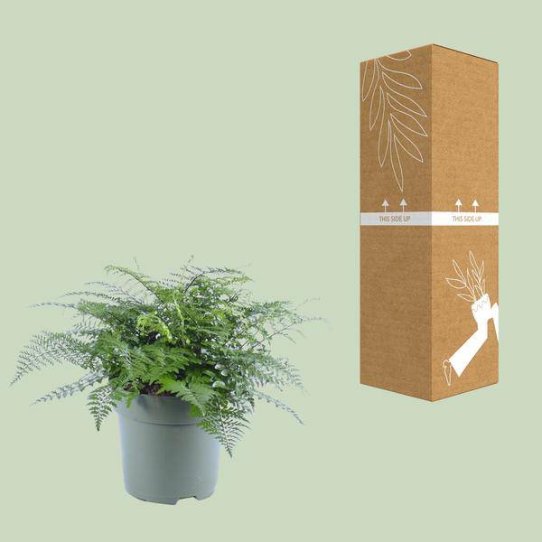 Nestfarn - Asplenium Parvati - Zimmerpflanze - Ø27cm - ↕50cm