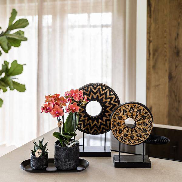 Phalaenopsis Orchidee Orange Bolzano mit Sukkulente – Pflanzenset mit Keramiktöpfen im Moon-Design auf schwarzem Tablett – Zimmerpflanzen Deko Set