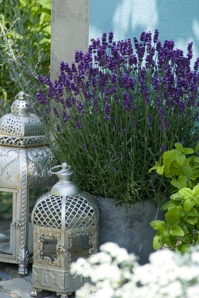 Lavendel – Lavandula angustifolia 'Hidcote' – Zierpflanze – Ø9 cm – 12 Pflanzen – blühfreudig & pflegeleicht – Sommerblüte