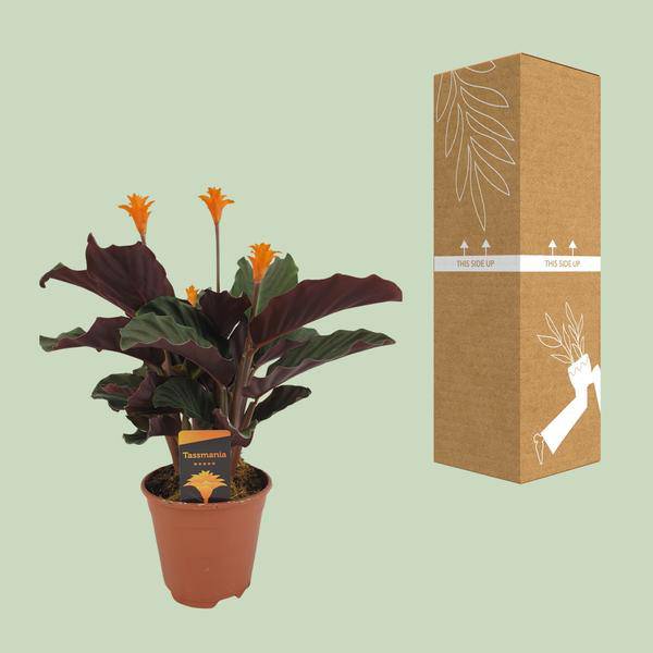 Safran-Korbmarante - Calathea Crocata - Zimmerpflanze - Ø14cm - ↕40cm