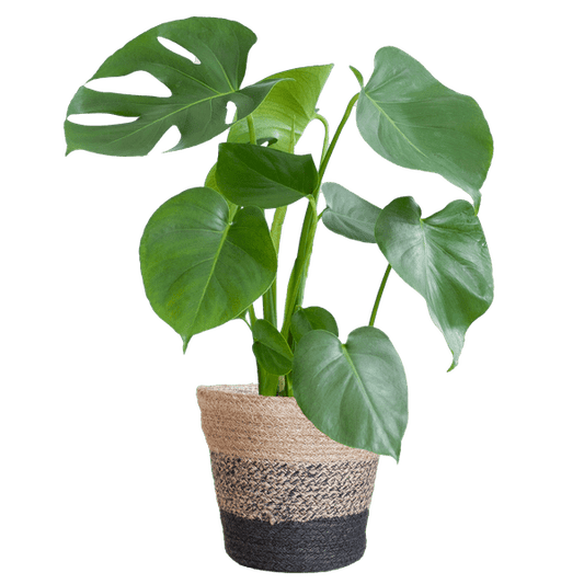 Monstera Deliciosa – Köstliches Fensterblatt – Zimmerpflanze – Ø17cm – Höhe ca. 50cm – Inkl. schwarzer Jute-Korb „Lissabon“ – Nachhaltig & dekorativ
