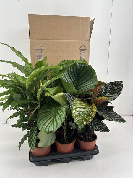 Korbmarante - Calathea Mix  - 14cm
