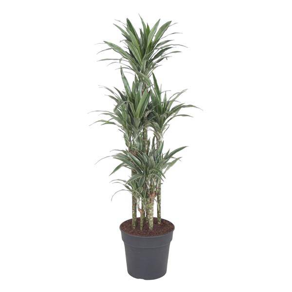 Drachenbaum - Dracaena Warneckei Karussell - Zimmerpflanze - 140 cm - ø31cm