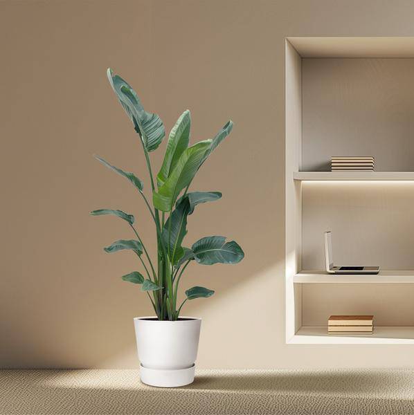 Baum-Strelitzie – Strelitzia Nicolai – Zimmerpflanze 210cm – Ø27cm – Weißer Paradiesvogel mit großen grünen Blättern – Tropische Kübelpflanze für Innen & geschützte Außenbereiche