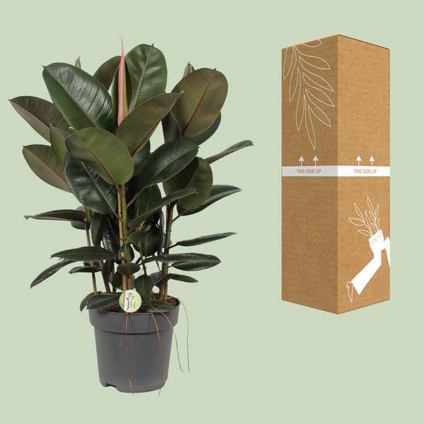Feigenbaum - Ficus Robusta - Zimmerpflanze - Ø27cm - ↕90cm