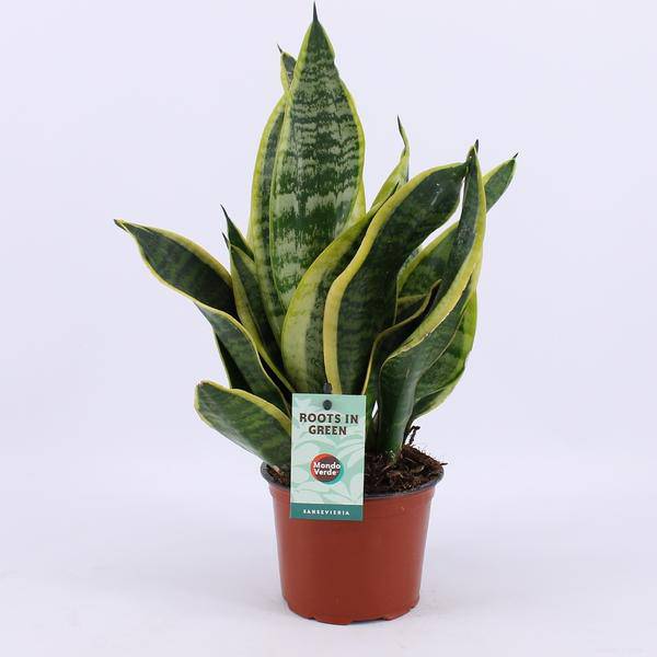 Bogenhanf - Sansevieria Futura Superba - Zimmerpflanze - Ø12cm - ↕35cm