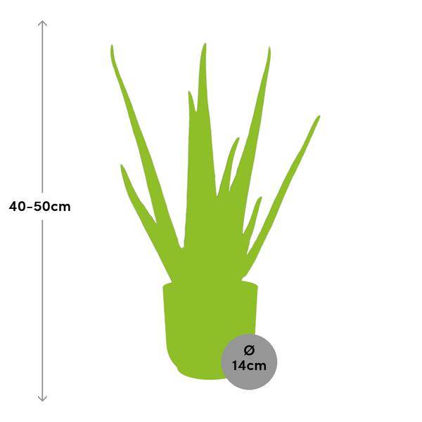 Echte Aloe - Aloe Vera - Zimmerpflanze - 12cm + Topf Vibes Falten 14cm Rosa