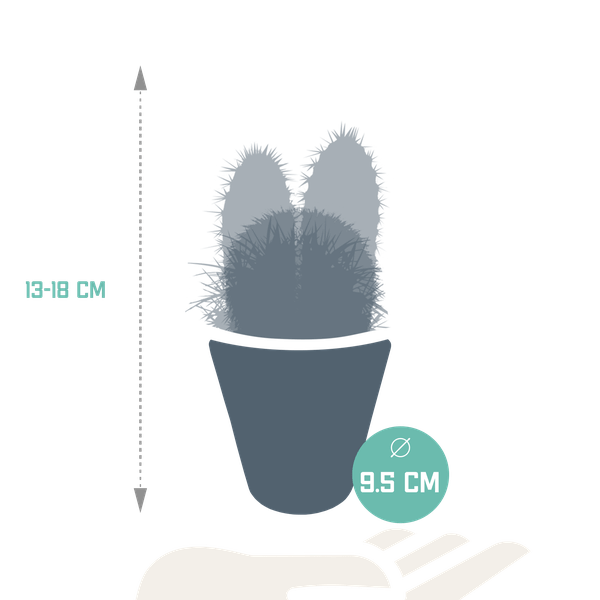 Kakteen Mix - Zimmerpflanze - 8,5 cm - 3 Stück + Topf