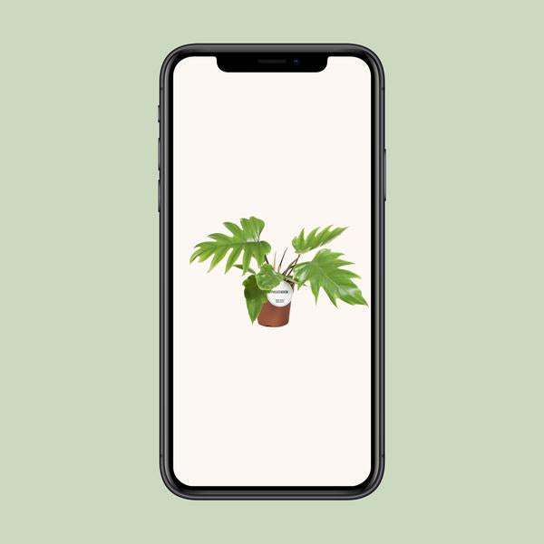 Baumfreund - Philodendron Mayoi - Zimmerpflanze - Ø15cm - ↕35cm