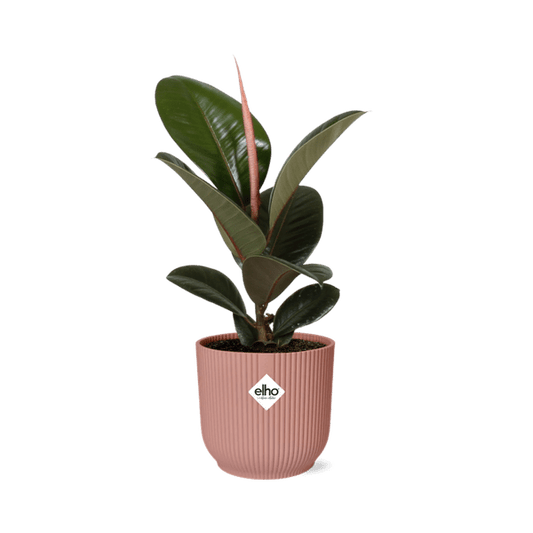 Gummibaum - Ficus Elastica 'Robusta' - Zimmerpflanze + Topf Vibes Fold 14cm Rosa