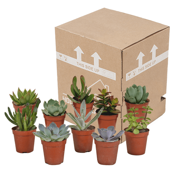 Sukkulenten - Mix - 5,5 cm - 10 Stück