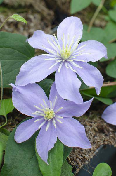 Waldrebe - Clematis Justa - ↨65cm - Ø15cm - 4 Stück