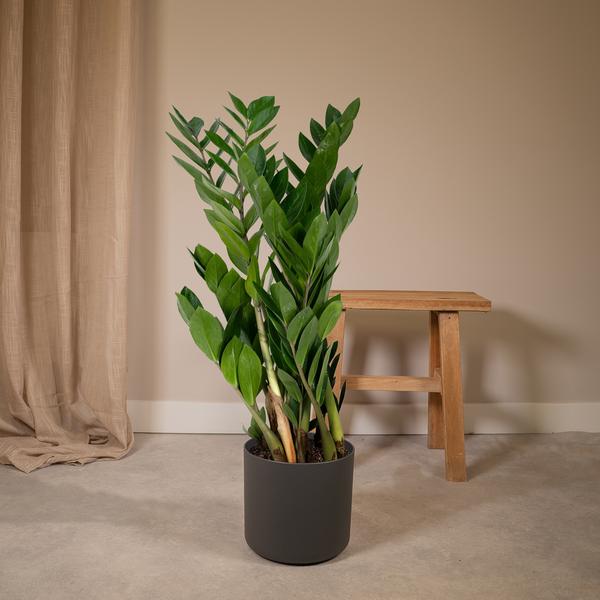 Glücksfeder Zamioculcas Zamiifolia – Zimmerpflanze – Ø 17cm – Höhe 70cm – Pflegeleicht & Wasserspeichernd – Halbschatten geeignet