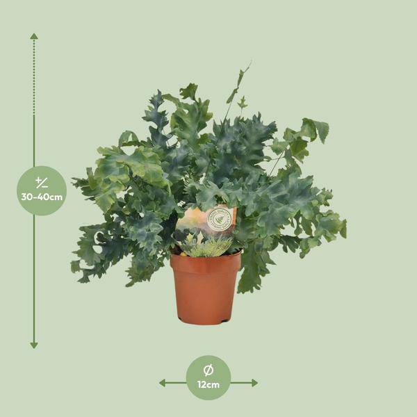 Goldtüpfelfarn - Phlebodium Davana - Zimmerpflanze - Ø12cm - ↕35cm