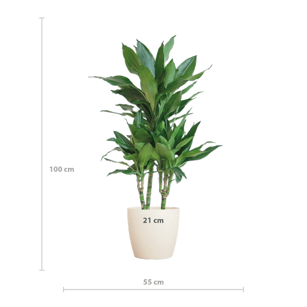Dracaena Janet Lind 95cm – Drachenbaum Zimmerpflanze Ø21cm im weißen Viber Topf – pflegeleichte luftreinigende Grünpflanze für Wohnzimmer und Büro