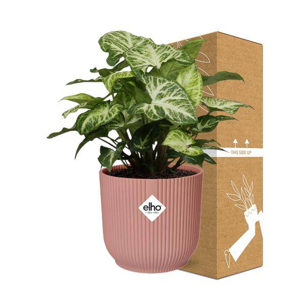 Purpurtute - Syngonium Arrow - Zimmerpflanze + Topf Vibes Fold 14cm Rosa