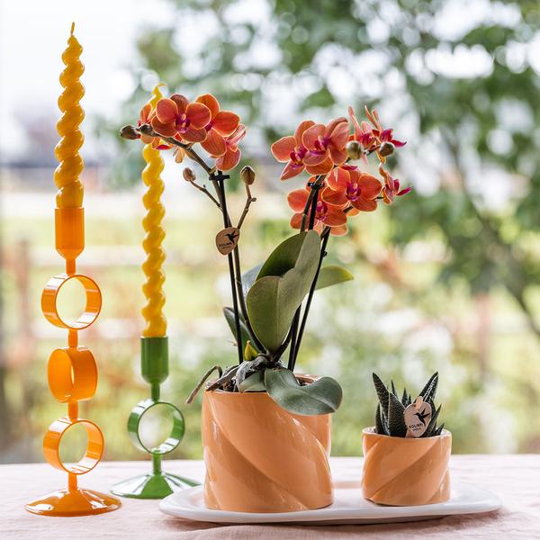 Phalaenopsis Orchidee Orange mit Grünpflanze im Candy Ziertopf auf weißem Bio-Tablett – Zimmerpflanzen Set – Geschenkidee – Dekoration